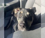 Small #15 Huskies -Labrador Retriever Mix