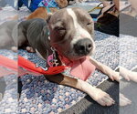 Small #6 American Bulldog Mix