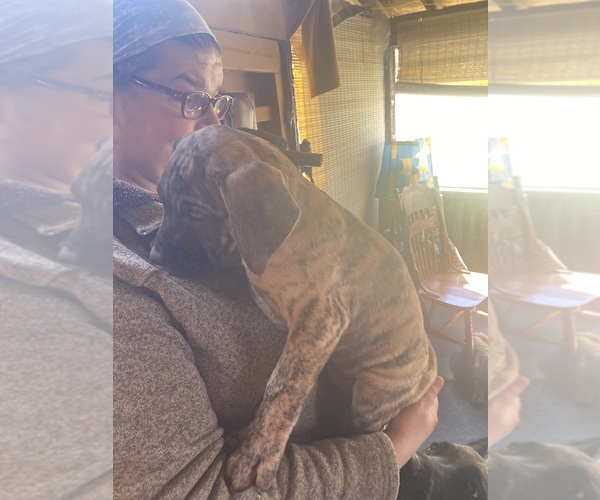 Medium Photo #1 Presa Canario Puppy For Sale in ANSON, ME, USA