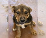 Small #7 American Staffordshire Terrier-German Shepherd Dog Mix