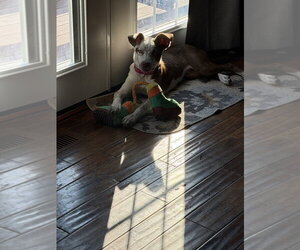 Mutt Dogs for adoption in Foristell, MO, USA