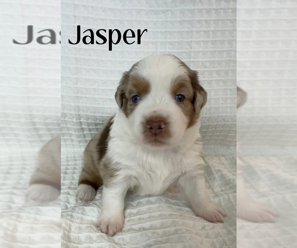 Medium Photo #18 Miniature Australian Shepherd Puppy For Sale in NEW PORT RICHEY, FL, USA