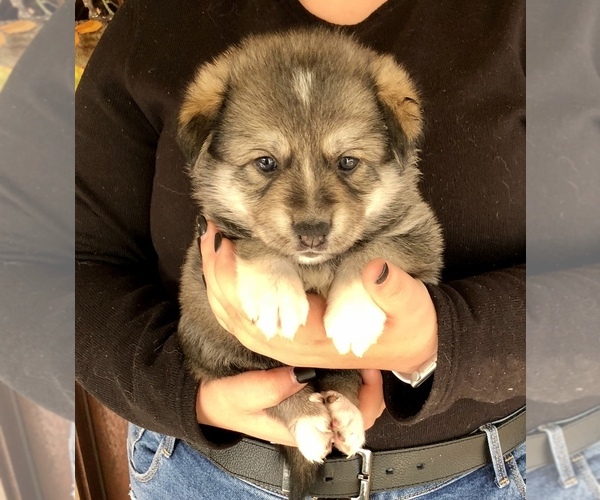 View Ad: German Shepherd Dog-Siberian Husky Mix Litter of ...