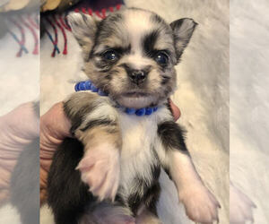 Chihuahua Puppy for sale in NEWVILLE, PA, USA