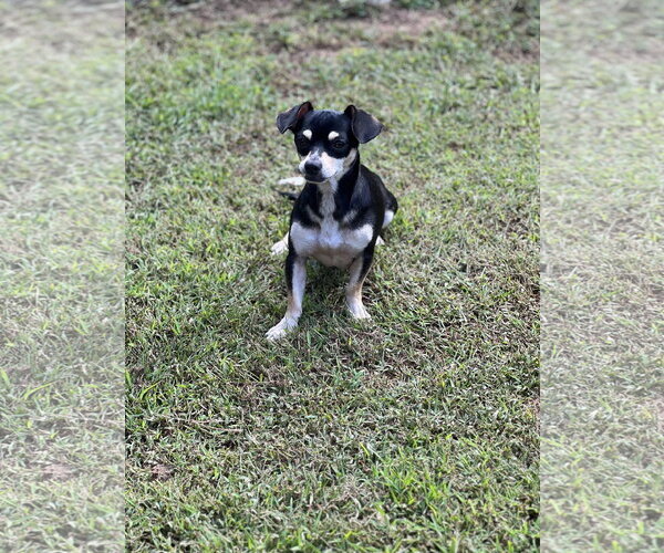 Medium Photo #3 Chiweenie Puppy For Sale in Lakemont, GA, USA