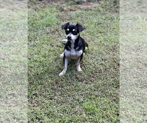 Gabby - Female Chiweenie Dog for Adoption - Photo #3