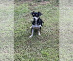 Small Photo #3 Chiweenie Puppy For Sale in Lakemont, GA, USA