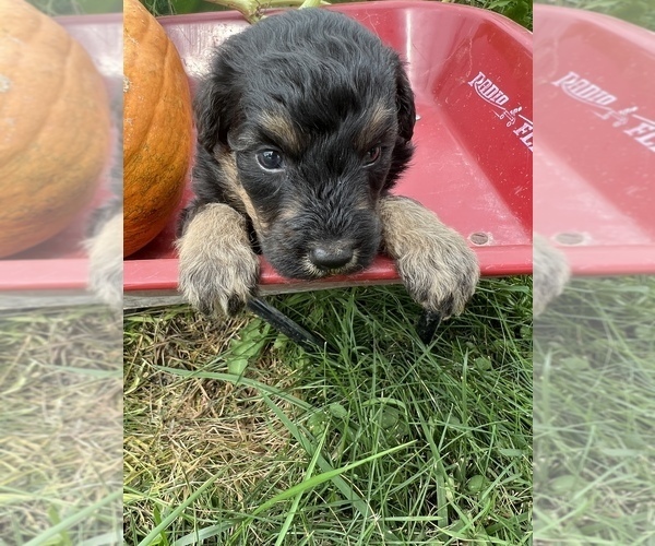 Medium Photo #12 Aussiedoodle Puppy For Sale in RUSSELL, IA, USA