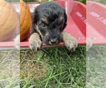 Small Photo #12 Aussiedoodle Puppy For Sale in RUSSELL, IA, USA