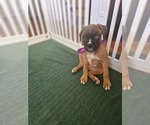 Puppy Puppy 1 Purple Boxer