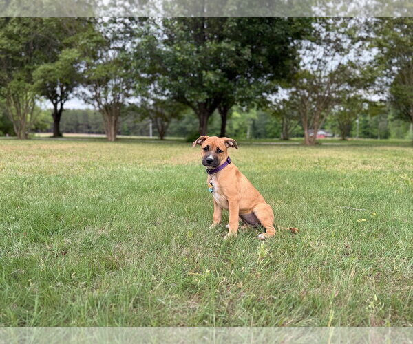 Medium Photo #2 American Pit Bull Terrier-Rhodesian Ridgeback Mix Puppy For Sale in Holly Springs, NC, USA