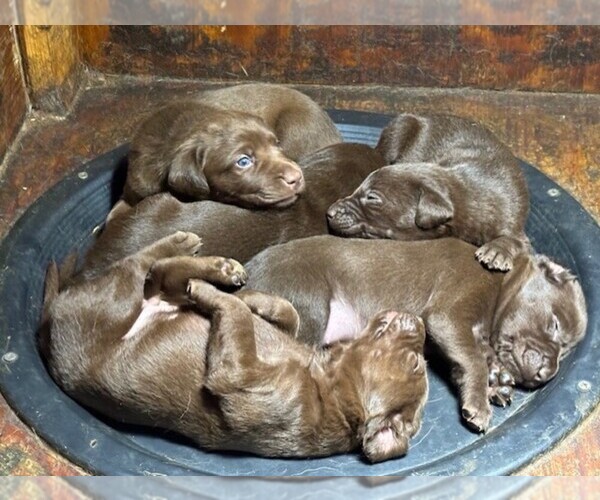 Medium Photo #1 Labrador Retriever Puppy For Sale in OMAHA, NE, USA