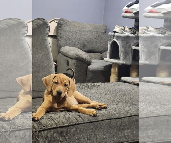 Medium Photo #3 Mutt Puppy For Sale in Plainfield, IL, USA