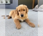 Small #3 Golden Retriever