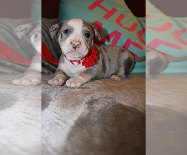 Full screen Photo #4 American Bully Puppy For Sale in NORWALK, CT, USA