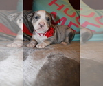 Small Photo #4 American Bully Puppy For Sale in NORWALK, CT, USA