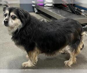 Cocker Spaniel-Unknown Mix Dogs for adoption in Forestville, MD, USA