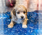 Small Photo #6 Cockapoo Puppy For Sale in WAKARUSA, IN, USA