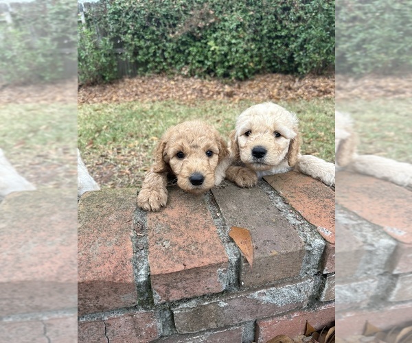 Medium Photo #8 Goldendoodle Puppy For Sale in ENTERPRISE, AL, USA