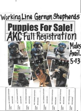 Medium Photo #1 German Shepherd Dog Puppy For Sale in BLYTHEWOOD, SC, USA