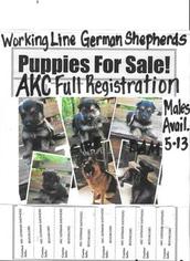 German Shepherd Dog Puppy for sale in BLYTHEWOOD, SC, USA