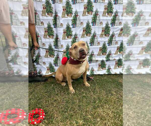 Medium Photo #3 Mutt Puppy For Sale in Abbeville, LA, USA