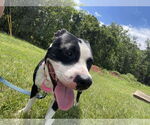 Small #5 American Boston Bull Terrier