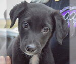 Small #5 Border Collie Mix