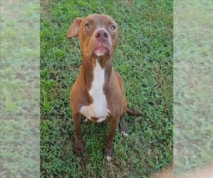 American Pit Bull Terrier Dogs for adoption in Grovetown, GA, USA