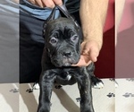 Small Photo #168 Cane Corso Puppy For Sale in COTTAGE GROVE, OR, USA