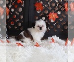 Image preview for Ad Listing. Nickname: Peaches