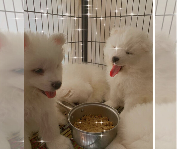 Medium Photo #1 Samoyed Puppy For Sale in DALLAS, TX, USA