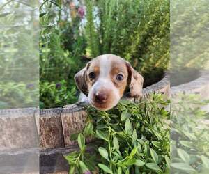 Dachshund Puppy for sale in GALT, CA, USA