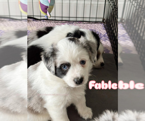 Medium Miniature Australian Shepherd