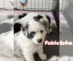 Puppy Fable Miniature Australian Shepherd