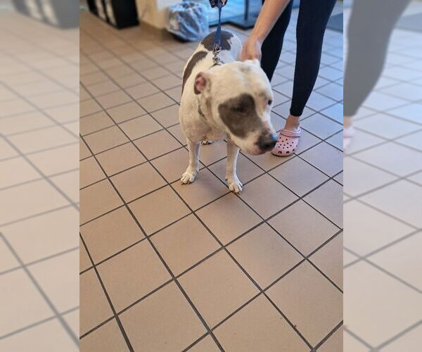 Medium Photo #1 American Pit Bull Terrier Puppy For Sale in Ocala, FL, USA