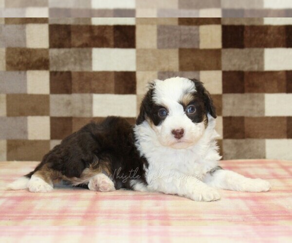 Medium Photo #2 Bernedoodle (Miniature) Puppy For Sale in DENVER, PA, USA