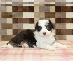 Small #1 Bernedoodle (Miniature)