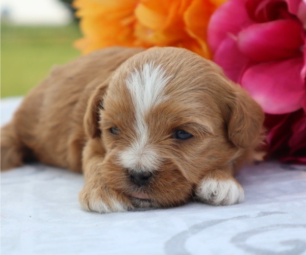 Medium Photo #7 ShihPoo Puppy For Sale in THORP, WI, USA