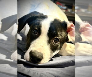 Dino - Female Shepradors Dog for Adoption - Photo #2