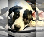 Small Photo #2 Shepradors Puppy For Sale in Princeton, MN, USA
