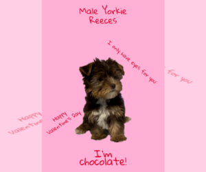 Yorkshire Terrier Puppy for sale in AZLE, TX, USA