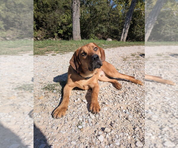 Medium Photo #22 Mutt Puppy For Sale in Vail, AZ, USA