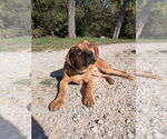 Small #21 Mutt