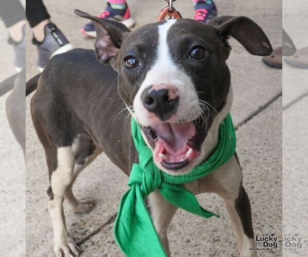 Medium Photo #2 Beagle-Unknown Mix Puppy For Sale in Washington, DC, USA
