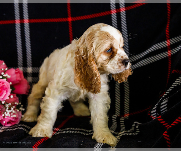 Medium Photo #16 Cocker Spaniel Puppy For Sale in WAKARUSA, IN, USA