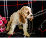 Small #7 Cocker Spaniel