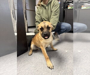 Pug-Unknown Mix Dogs for adoption in Las Vegas, NM, USA