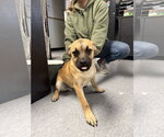 m&m - Male Pug-Unknown Mix Dog for Adoption - Small photo