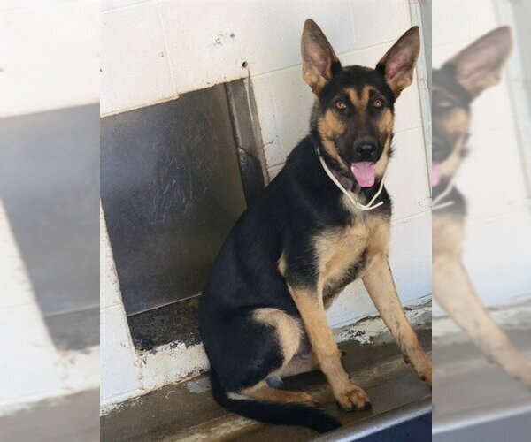 Medium Photo #1 German Shepherd Dog Puppy For Sale in San Andreas, CA, USA